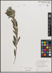 Foto von Salix cinerea L. x Salix repens L.